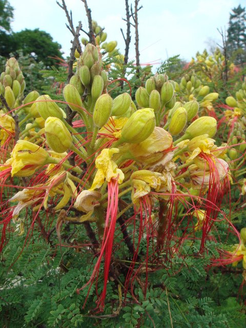 Caesalpinia gilliesii fleur
